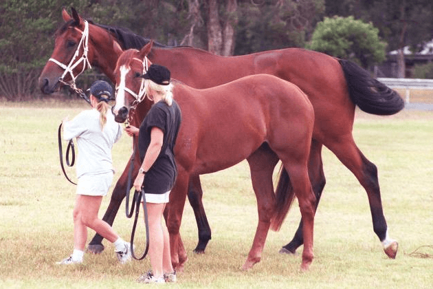 What Are The Biggest Thoroughbred Horse Races In The World?