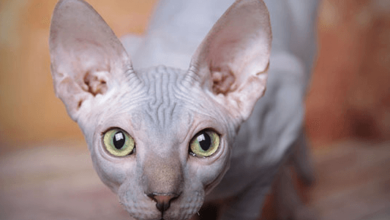 Hairless Cats for Sale