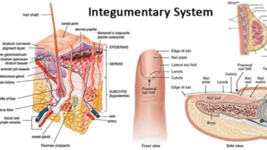 Simple:6pw1iud7b8a= Integumentary System