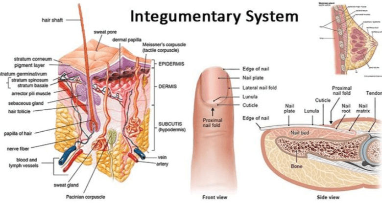 Simple:6pw1iud7b8a= Integumentary System