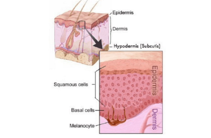 Simple:6pw1iud7b8a= Integumentary System