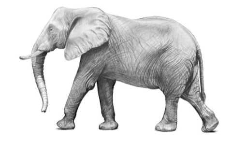 Drawing:K4ihdmzbtqg= Elephants