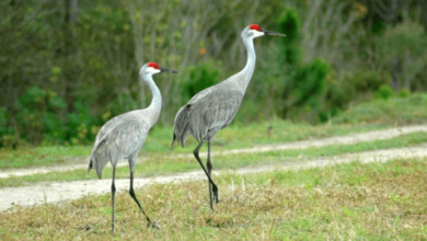 Bird:Hvhbgr7pzsg= Cranes