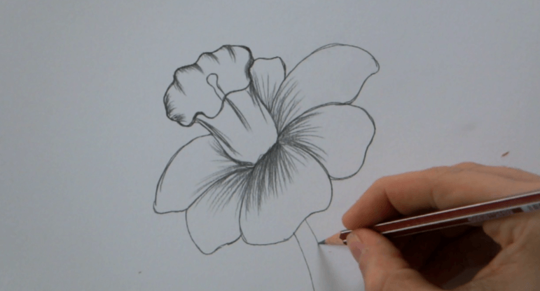 Drawing:3bi7an14v9o= Flower