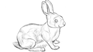 Drawing:B21atcyd5q4= Bunny