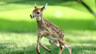 Baby:Hmv1xdxnlei= Deer