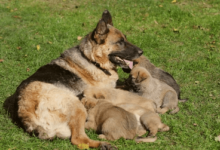 Baby:4ljisyvvgyo= German Shepherd