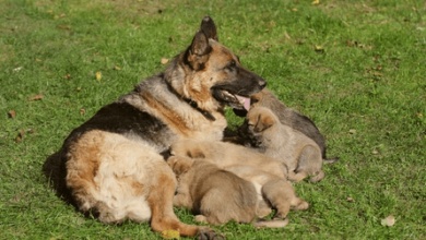 Baby:4ljisyvvgyo= German Shepherd