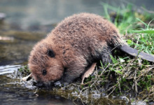 Baby:4scbjugyk-S= Beaver