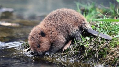 Baby:4scbjugyk-S= Beaver