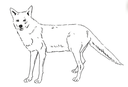 Drawing:Kgk-Mzpw09u= Coyote