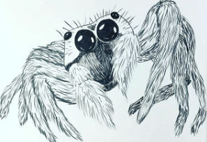 Sketch:B5mkfs1u4o0= Spider Drawing