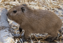 Baby:-5b45i71y_K= Capybara