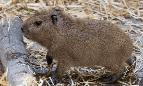 Baby:-5b45i71y_K= Capybara