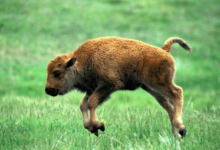 Baby:E1r7catpfqy= Bison