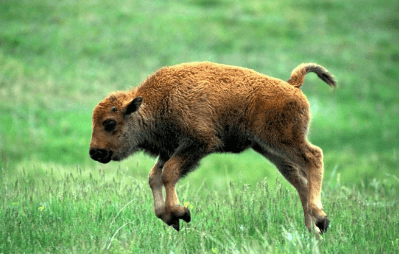 Baby:E1r7catpfqy= Bison