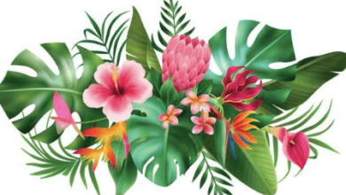 Clipart:R5hk-Xlkdh8= Hawaiian Flower