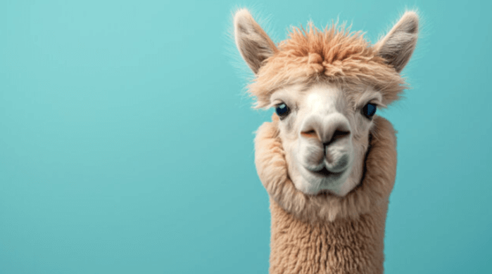 Cute:7rmeptu5dhi= Llama