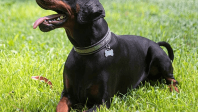 Doberman Puppies