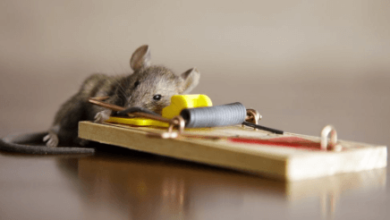 Effective Strategies for Home Rodent Treatment