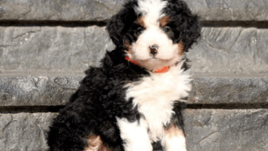 Puppy:Ihhz1j0nkcy= Bernedoodle