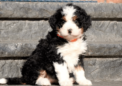 Puppy:Ihhz1j0nkcy= Bernedoodle