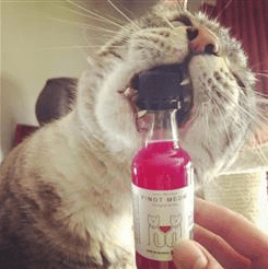 Pinot Meow Net Worth 2023: Cat Wine Brand's Value