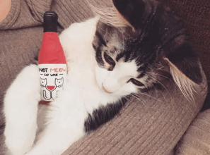 Pinot Meow Net Worth 2023: Cat Wine Brand's Value