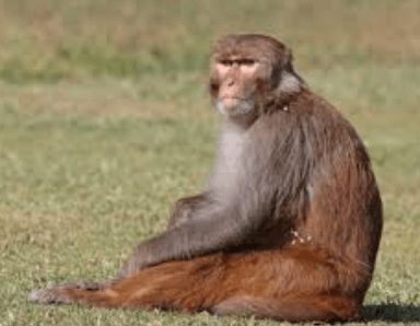 What Do the Monkeys on Morgan Island Eat?