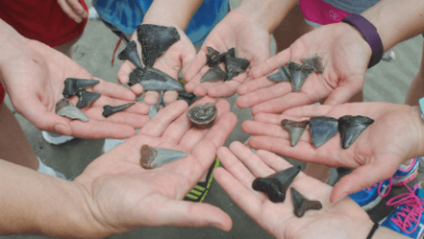 What to Do With Shark Teeth: Tips and Ideas