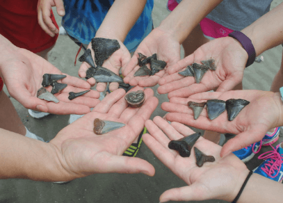 What to Do With Shark Teeth: Tips and Ideas