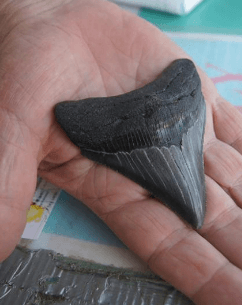 What to Do With Shark Teeth: Tips and Ideas