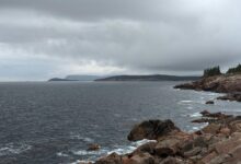 nova surge dynamic vector