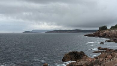 nova surge dynamic vector