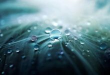 revenue from stellar flow