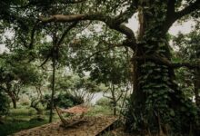 what does fanirengaina look like